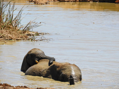 Elephants enjoying the cool water 29 Jan, 18