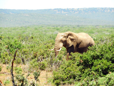 A huge elephant walking towards us through the bush