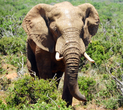 A huge elephant walking towards us through the bush.jpg