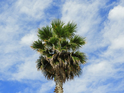 37 Beautiful sky - beautiful palm tree.jpg