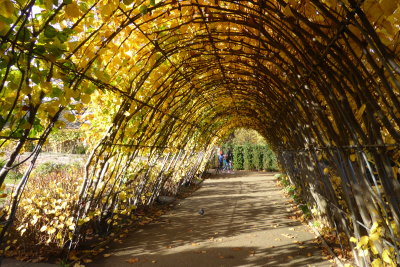 autumn gold Kensington Palace garden