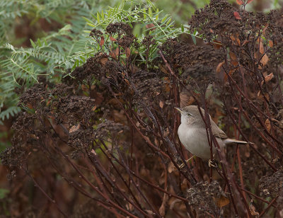 kensngare [Asian Desert Warbler] IMGL3768.jpg