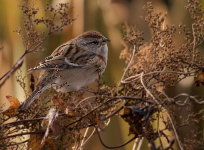 Tundrasparv [American tree sparrow] IMGL4098.jpg