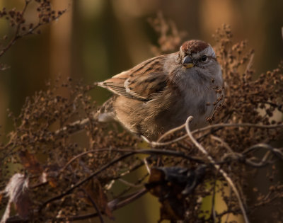 Tundrasparv [American tree sparrow] IMGL4109.jpg