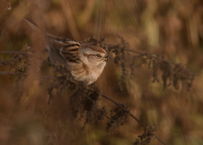 Tundrasparv [American tree sparrow] IMGL4147.jpg