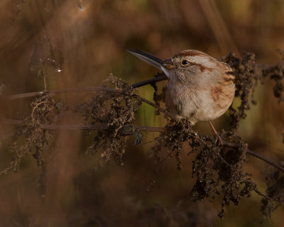 Tundrasparv [American tree sparrow] IMGL4168.jpg