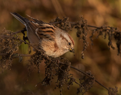 Tundrasparv [American tree sparrow] IMGL4187.jpg