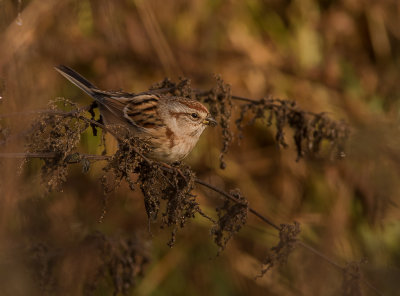 Tundrasparv [American tree sparrow] IMGL4206.jpg