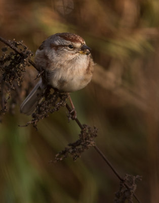 Tundrasparv [American tree sparrow] IMGL4225.jpg