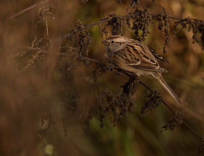 Tundrasparv [American tree sparrow] IMGL4233.jpg