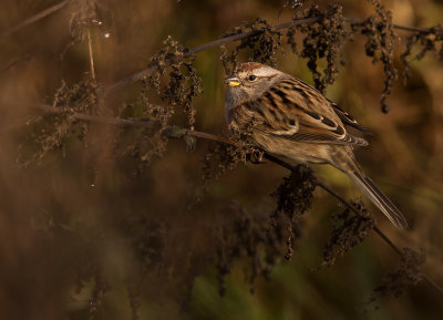 Tundrasparv [American tree sparrow] IMGL4251.jpg