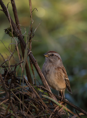 Tundrasparv [American tree sparrow] IMGL4264.jpg