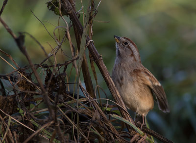 Tundrasparv [American tree sparrow] IMGL4266.jpg