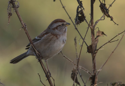 Tundrasparv [American tree sparrow] IMGL4282.jpg