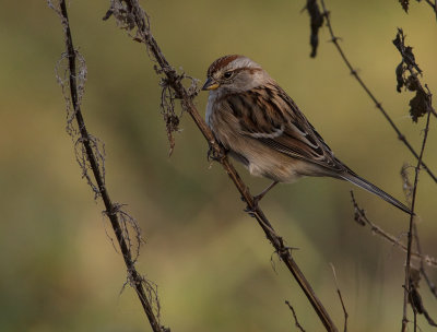 Tundrasparv [American tree sparrow] IMGL4299.jpg