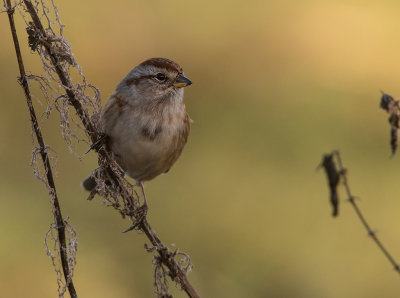 Tundrasparv [American tree sparrow] IMGL4324.jpg