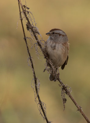 Tundrasparv [American tree sparrow] IMGL4330.jpg