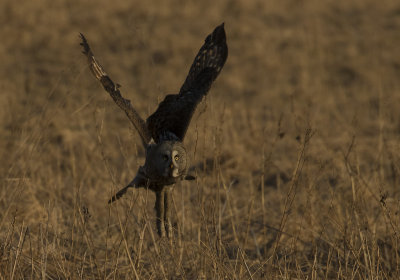 Lappuggla [Great Grey Owl] IMGL1495.jpg