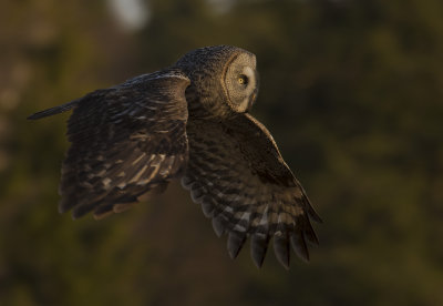 Lappuggla [Great Grey Owl] IMGL1528.jpg