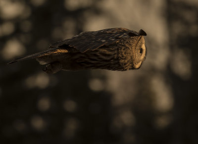 Lappuggla [Great Grey Owl] IMGL1533.jpg