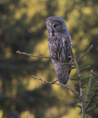 Lappuggla [Great Grey Owl] IMGL2400.jpg