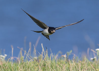 Ladusvala  [Barn Swallow] IMGL2305.jpg