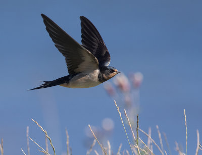 Ladusvala  [Barn Swallow] IMGL2158.jpg