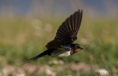 Ladusvala  [Barn Swallow] IMGL2337.jpg