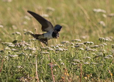 Ladusvala  [Barn Swallow] IMGL2351.jpg