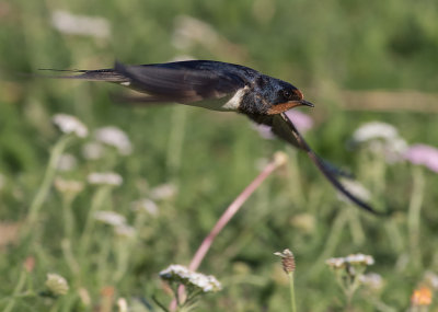 Ladusvala  [Barn Swallow] IMGL2411.jpg