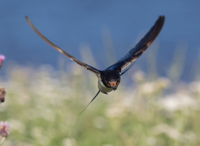 Ladusvala  [Barn Swallow] IMGL2419.jpg