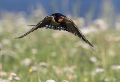 Ladusvala  [Barn Swallow] IMGL2420.jpg