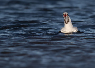 Skrattms [Black-headed Gull] IMGL2456.jpg