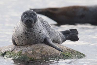 Common seal