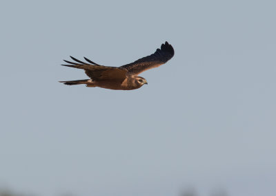 ngshk  [Montague's Harrier] IMGL3542.jpg