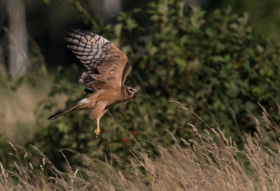 ngshk  [Montague's Harrier] IMGL3545.jpg