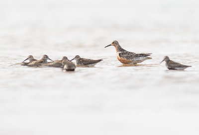 Kustsnppa [Red Knot] IMGL2717.jpg