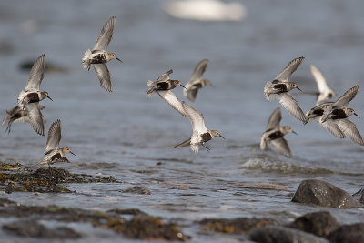 Krrsnppa  [Dunlin] IMGL2588.jpg