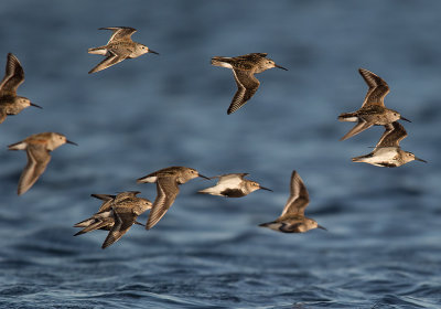 Krrsnppa  [Dunlin] IMGL2734.jpg