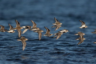 Krrsnppa  [Dunlin] IMGL2737.jpg