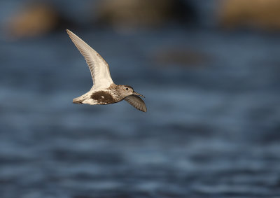 Krrsnppa  [Dunlin] IMGL2740.jpg