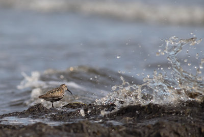 Krrsnppa  [Dunlin] IMGL2537.jpg