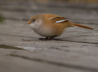 Skggmes [Bearded Reedling] IMGL4394.jpg