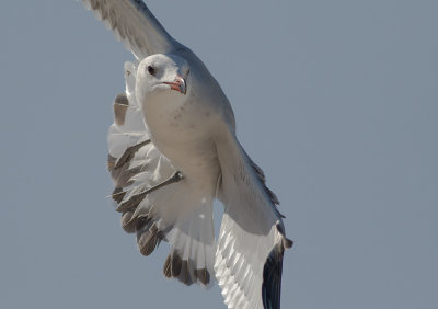 Rdnbbad trut [Audouins Gull]IMGL5428.jpg