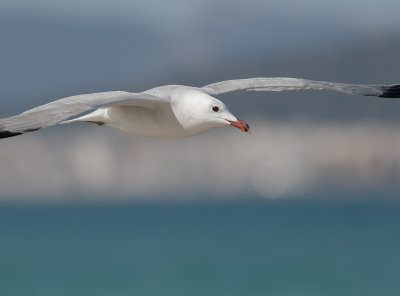 Rdnbbad trut [Audouins Gull]IMGL5456.jpg