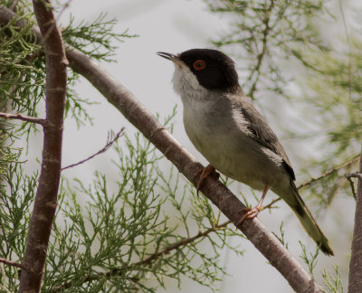 Sammetshtta [Sardinian warbler] IMGL5745.jpg