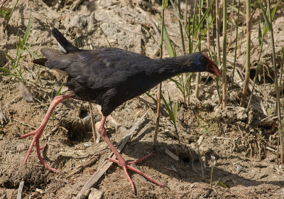 Purpurhna [Western swamphen] IMGL5792.jpg