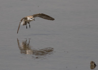 Svartbent strandpipare [Kentish plover] IMGL5812.jpg