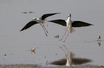 Styltlpare [Black-winged Stilt] IMGL5822.jpg