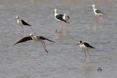 Styltlpare [Black-winged Stilt] IMGL5847.jpg